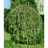 Kép 2/2 - Kecskefűz szomorú - Salix caprea 'Pendula' 200/225cm T180/200cm K12l