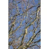 Kép 1/3 - Salix matsudana 'Tortuosa'