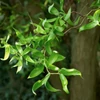 Kép 3/3 - Spirálfűz - Salix matsudana 'Tortuosa' 200/225cm K7,5l