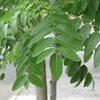 Kép 2/2 - Akác japán csüngő - Sophora japonica 'Karaca Weeping' 225/250cm TK6/8 T200cm K40l