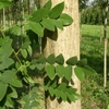 Kép 4/5 - Akác japán - Sophora japonica 'Regent' 300/350cm K20l