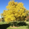 Kép 1/5 - Sophora japonica 'Regent'