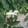 Kép 3/5 - Akác japán - Sophora japonica 'Regent' 300/350cm K20l