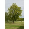 Kép 2/4 - Berkenye sárga termésű - Sorbus arnoldiana 'Golden Wonder' 175/200cm K10,5l