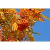 Kép 3/4 - Berkenye sárga termésű - Sorbus arnoldiana 'Golden Wonder' 175/200cm K10,5l