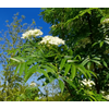 Kép 4/4 - Berkenye sárga termésű - Sorbus arnoldiana 'Golden Wonder' 175/200cm K10,5l