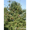Kép 1/2 - Sorbus aucuparia 'Edulis'