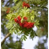 Kép 2/2 - Madárberkenye ehető termésű - Sorbus aucuparia 'Edulis' 175/200cm K10l
