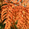Kép 4/4 - Berkenye házi - Sorbus domestica 40/60cm K2l