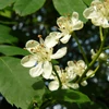 Kép 3/4 - Berkenye házi - Sorbus domestica 40/60cm K2l