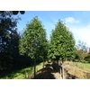 Kép 1/2 - Sorbus incana