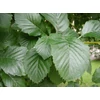 Kép 2/2 - Madárberkenye kúpos - Sorbus incana 150/175cm FL