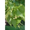 Kép 2/3 - Hárs amerikai - Tilia americana 'Nova' 250/300cm 6/8cm K20l