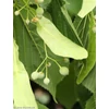 Kép 3/3 - Hárs amerikai - Tilia americana 'Nova' 250/300cm 6/8cm K20l