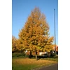 Kép 2/3 - Hárs kislevelű - Tilia cordata 'Greenspire' 175/200 TK4/6 K10l