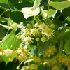 Kép 3/3 - Hárs kislevelű - Tilia cordata 'Greenspire' 175/200 TK4/6 K10l