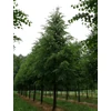 Kép 1/2 - Tilia cordata 'Savaria'