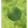 Kép 2/2 - Hárs kislevelű - Tilia cordata 'Savaria' 175/200cm K10l