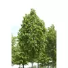 Kép 2/3 - Hárs nagy levelű - Tilia plathyphylla 'Örebro' 300/350cm TK6/8cm K18l