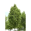 Kép 2/3 - Hárs nagylevelű - Tilia plathyphylla 'Örebro' 300/350cm TK8/10cm K18l