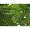 Kép 3/3 - Hárs nagy levelű - Tilia plathyphylla 'Örebro' 300/350cm TK6/8cm K18l