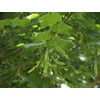 Kép 3/3 - Hárs nagylevelű - Tilia plathyphylla 'Örebro' 175/200cm TK6/8 K18l