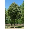 Kép 1/3 - Tilia tomentosa