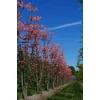 Kép 1/4 - Toona sinensis