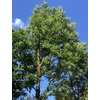 Kép 2/4 - Túnafa kínai (Kínai cédrus) - Toona sinensis