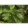 Kép 3/4 - Túnafa kínai (Kínai cédrus) - Toona sinensis