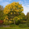 Kép 4/4 - Túnafa kínai (Kínai cédrus) - Toona sinensis