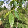 Kép 2/2 - Szilfa csüngő kis levelű - Ulmus 'Mauro' 200/250cm T200cm K20l