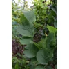 Kép 3/3 - Szilfa holland oszlopos - Ulmus hollandica 'Dampieri' 350/400cm TK8/10 K25l
