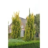 Kép 2/3 - Szilfa holland oszlopos sárga levelű - Ulmus hollandica 'Wredei' 125/150cm TK4/6 K2l