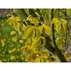 Kép 3/3 - Szilfa holland oszlopos sárga levelű - Ulmus hollandica 'Wredei' 125/150cm TK4/6 K2l