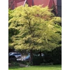 Kép 2/2 - Szilfa kínai törpe - Ulmus parvifolia 'Geisha' 125/150cm T125cm K5l