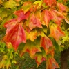 Kép 1/3 - Acer buergerianum