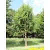 Kép 2/3 - Juhar háromerű - Acer buergerianum 250/300cm FL