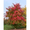 Kép 3/3 - Juhar háromerű - Acer buergerianum 125/150cm K5l