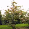 Kép 1/2 - Acer capillipes
