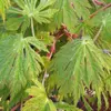 Kép 2/4 - Juhar japán - Acer japonicum 'Aconitifolium' 40/60cm K5l