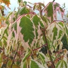Kép 1/2 - Acer negundo 'Flamingo'