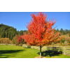 Kép 2/2 - Juhar ősszel vöröslő - Acer 'Pacific Sunset' 350/400cm TK6/8cm K20l