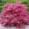 Kép 1/2 - Acer palmatum 'Beni Maiko'