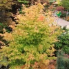 Kép 2/2 - Juhar japán sárga vesszejű - Acer palmatum 'Bi Hoo' 80/100cm K6l