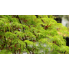 Kép 1/2 - Acer palmatum 'Emerald Lace'