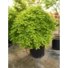 Kép 2/2 - Juhar japán alacsony törzses - Acer palmatum 'Emerald Lace' 40/60cm K3l