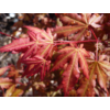 Kép 3/3 - Juhar japán - Acer palmatum 'Trompenburg' 100/125cm K7,5l