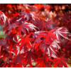 Kép 1/2 - Acer palmatum 'Fireglow'