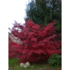 Kép 2/2 - Juhar japán vörös levelű - Acer palmatum 'Fireglow' 40/60cm, törzses, K6l